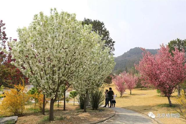 POS机：北京植物园又有两种鲜花盛开，都是花海，一种还是中国之最！