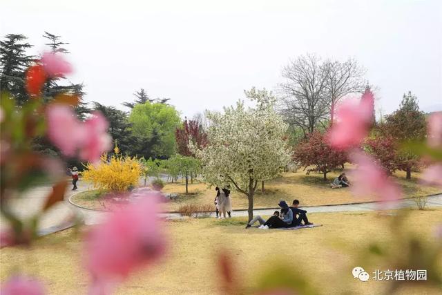 POS机：北京植物园又有两种鲜花盛开，都是花海，一种还是中国之最！